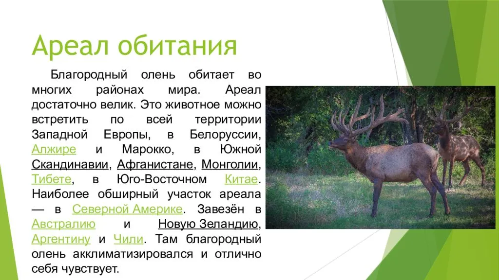 О благородном олене и его пользе для человека