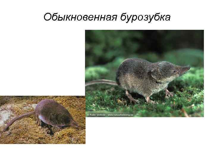 Землеройки: бурозубка и белозубка