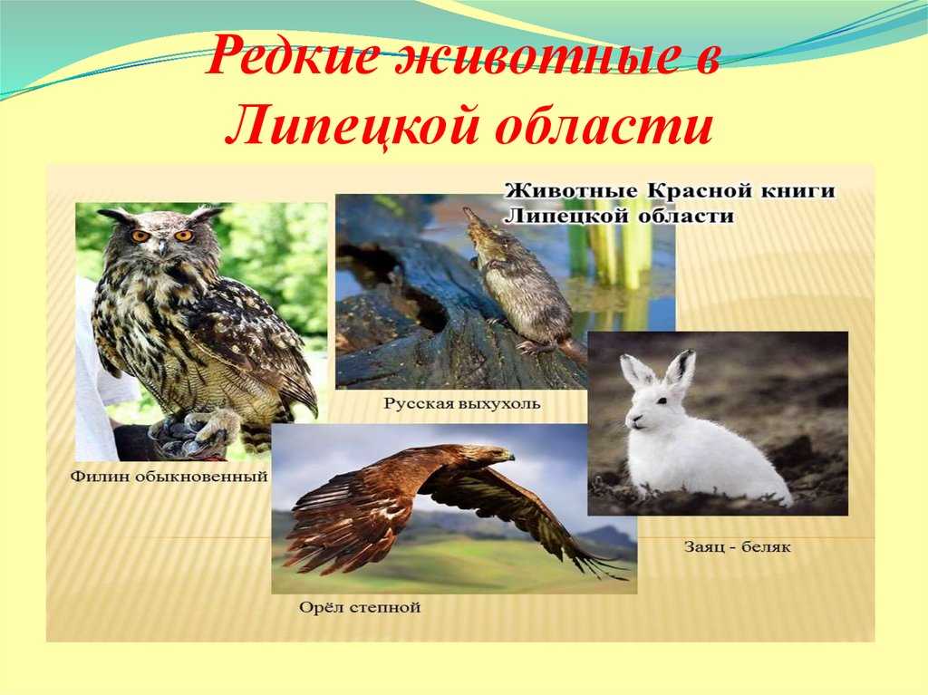 Материалы к мониторингу состояния популяций животных красной книги липецкой области
