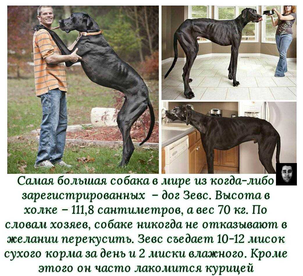 Что собой представляет немецкий дог, а также датский, английский и другие разновидности История происхождения и интересные факты о породе Описание внешности, размеров и окрасов всех видом Особенности характера и воспитания питомца