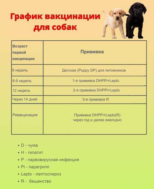 Дегельминтизация собак: как часто проводить, препараты, меры предосторожности