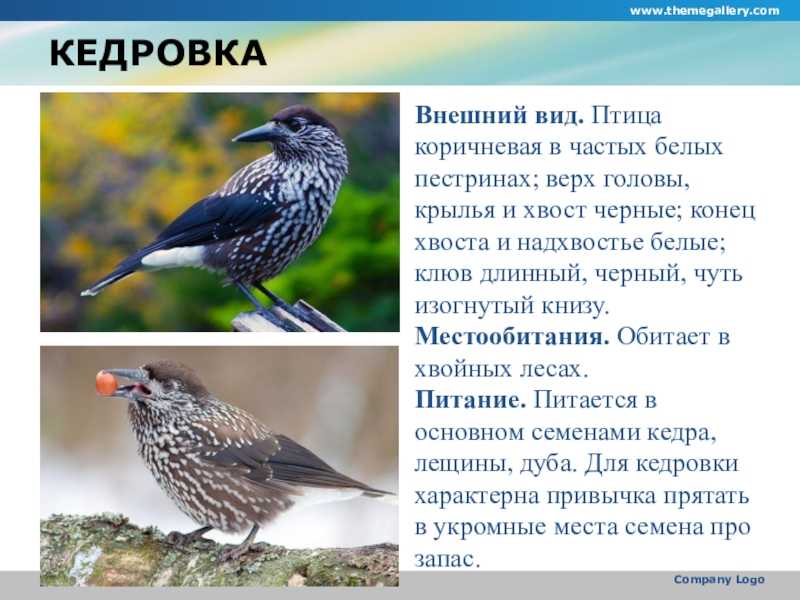 Привет, я твой пернатый сосед: знакомимся с негородскими птицами, которые в последние годы активно осваивают природные уголки кемерова | газета кемерово