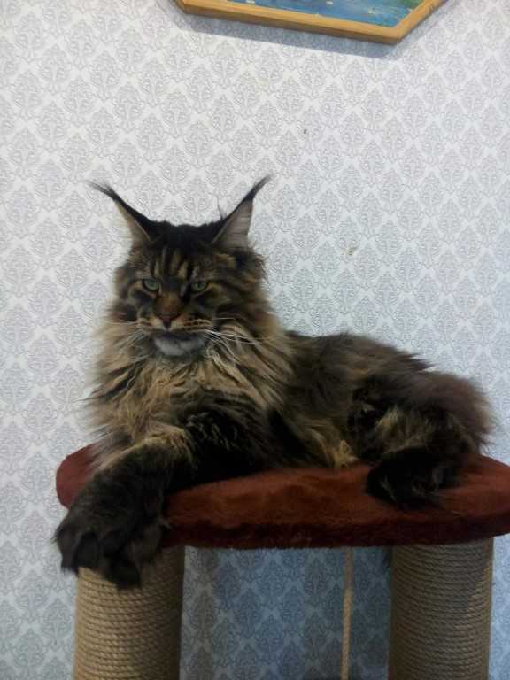 Чем кормить котенка мейн кун по месяцам