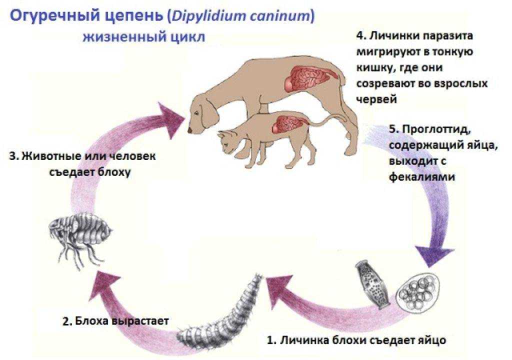 Как понять, что у собаки глисты: важные детали, которые вас предупредят о болезни