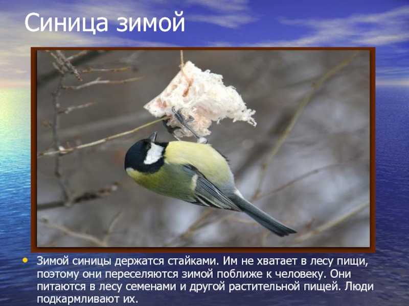 Животные, занесённые в красную книгу смоленской области