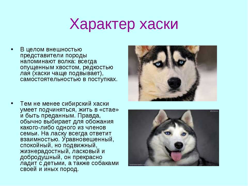 Описание метисов хаски: скрещивание с другими породами, внешний вид