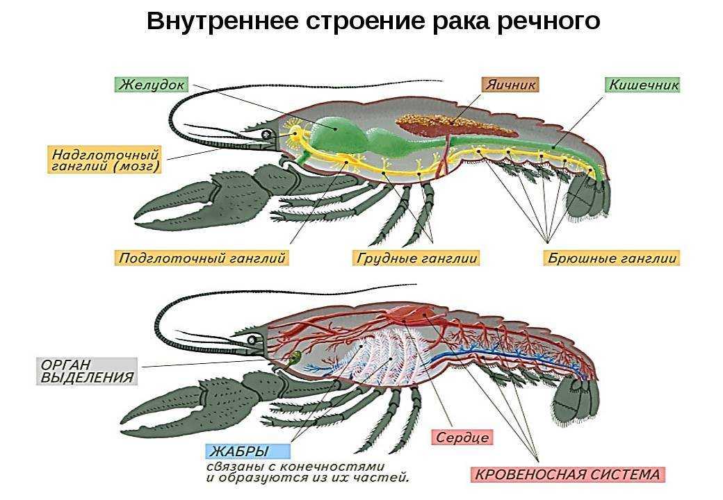 Доклад про краба 2, 3, 4, 6, 7 класс сообщение