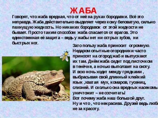 Земляные жабы в огороде вред или польза. как избавиться от земляной жабы
