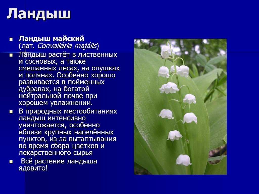 Красная книга вологодской области — энциклопедия руниверсалис