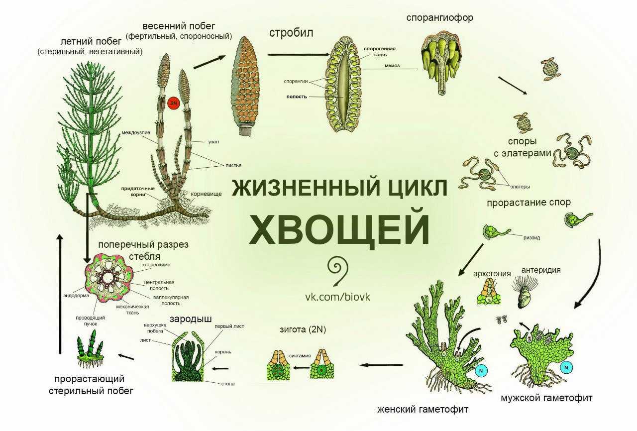 Хвощи и плауны – в чем различие, древние предки, значение