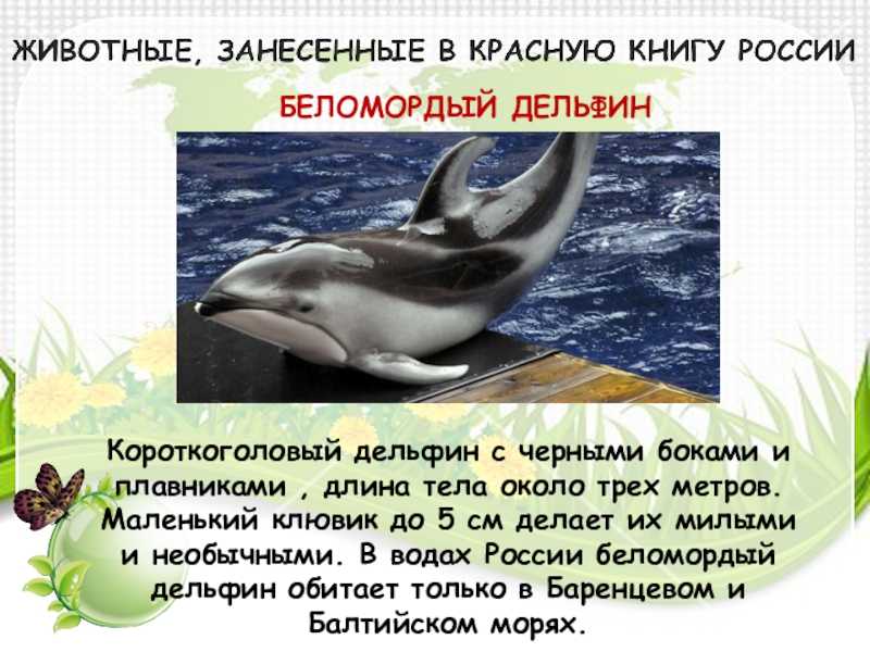 Беломордый дельфин