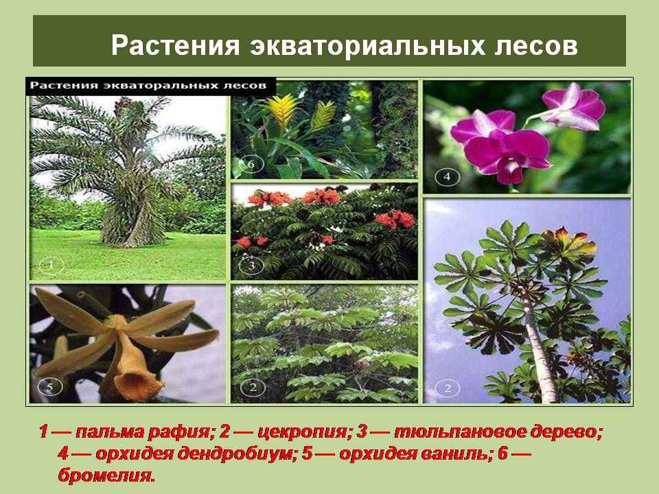 Экваториальные леса южной америки - интересные факты