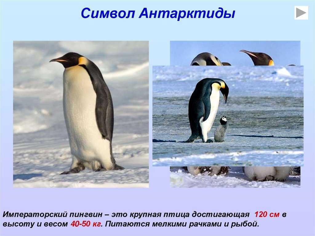Какие животные обитают в антарктиде