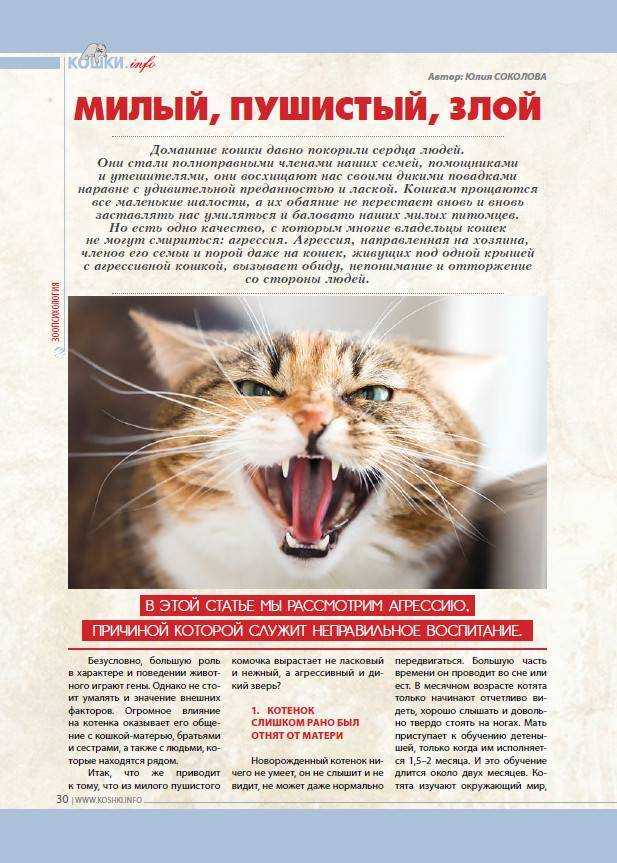 Агрессия кошки: виды, причины и что делать, если кошка кусается и нападает на хозяев