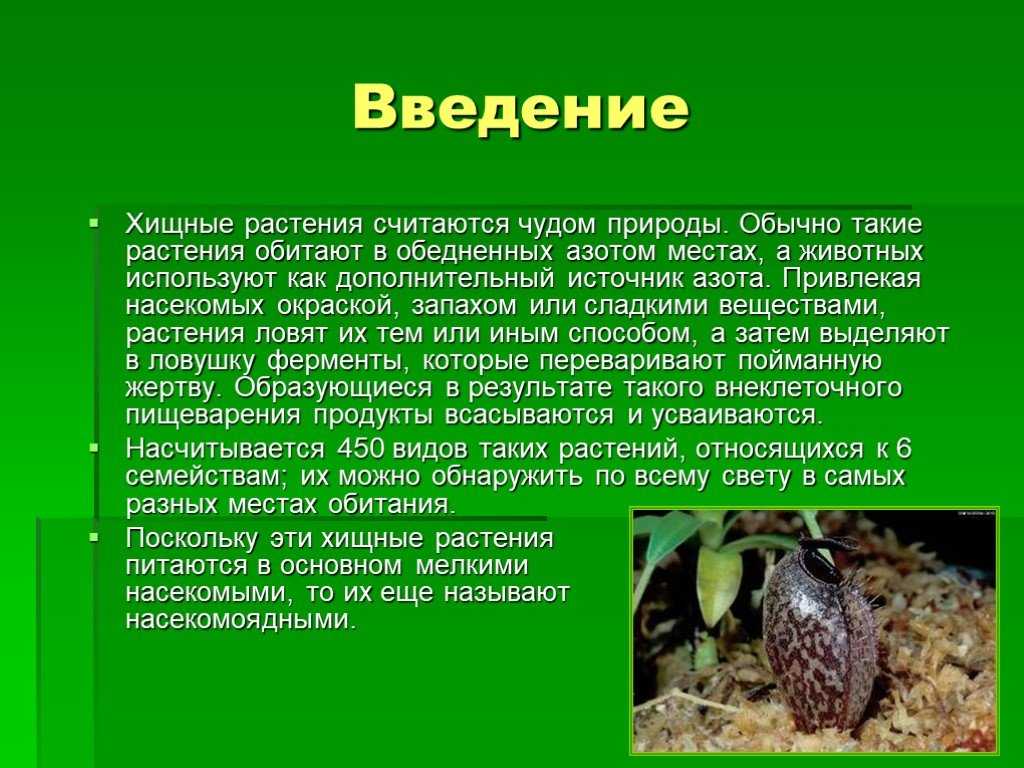 Домашние растения хищники