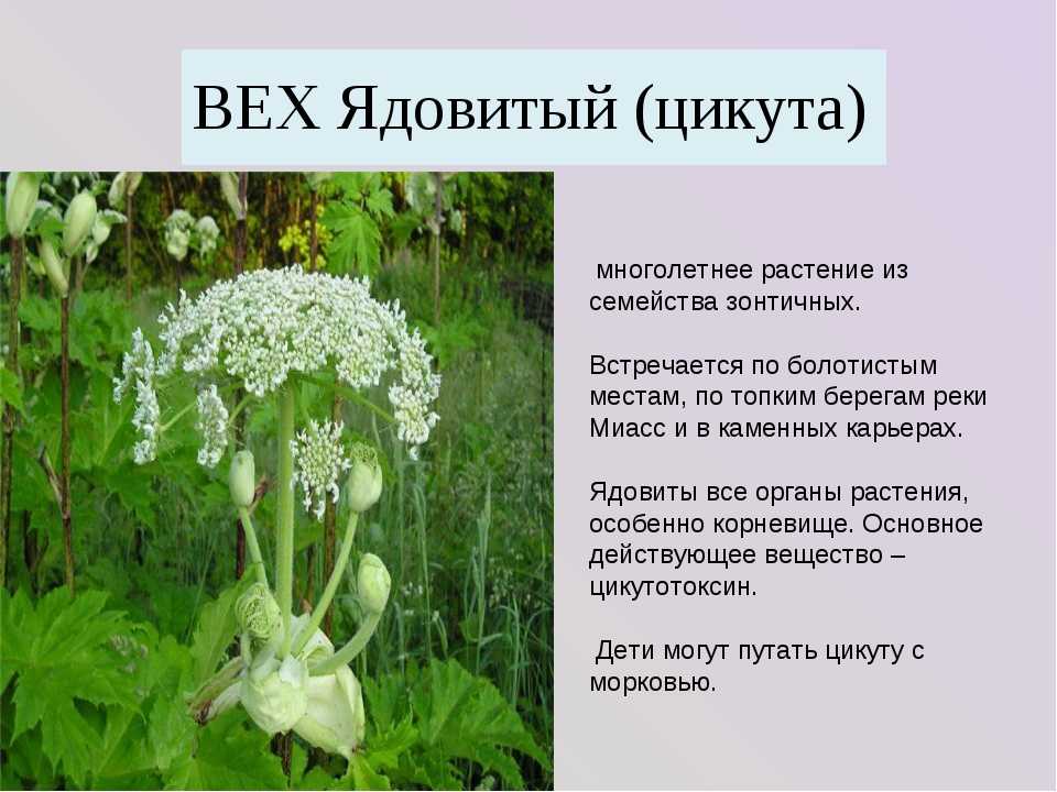 Ядовитые травы: топ 7 самых опасных трав для человека
