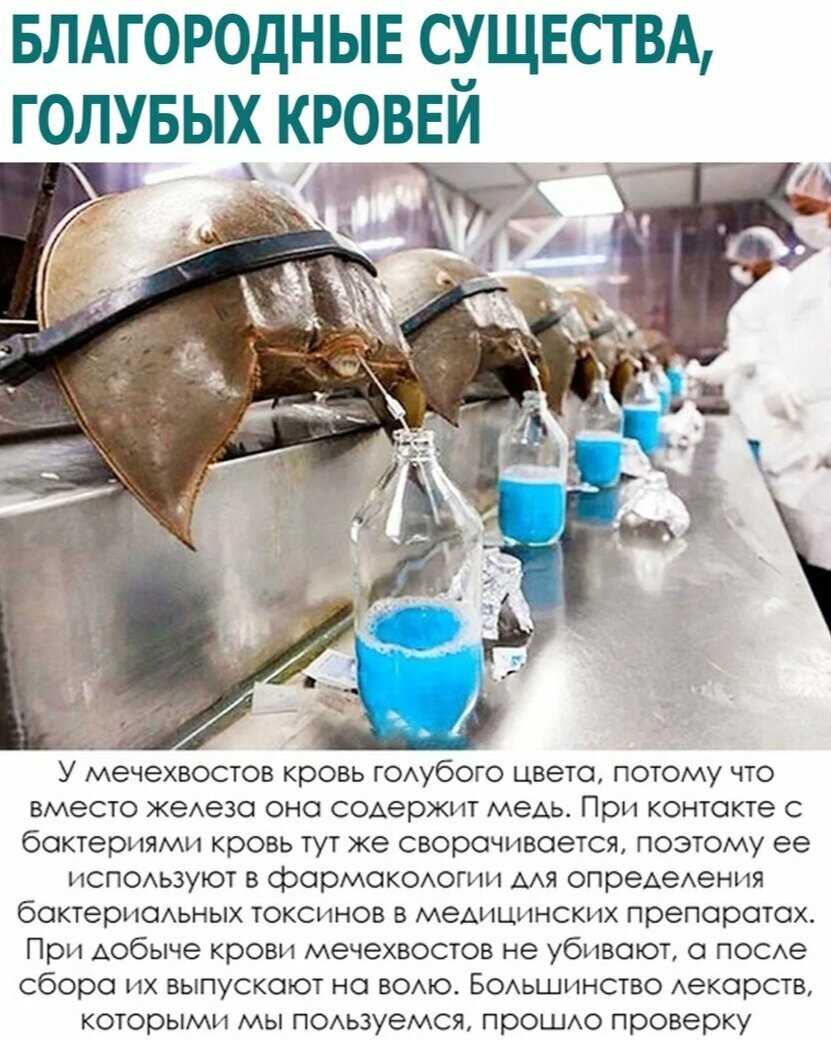 Мечехвост: подводный рыцарь голубых кровей