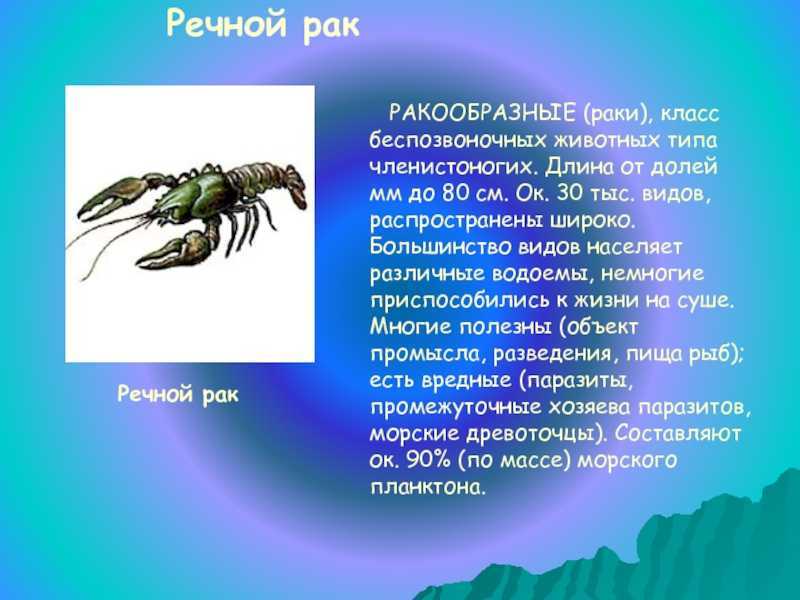 Класс ракообразные: представители, строение, признаки