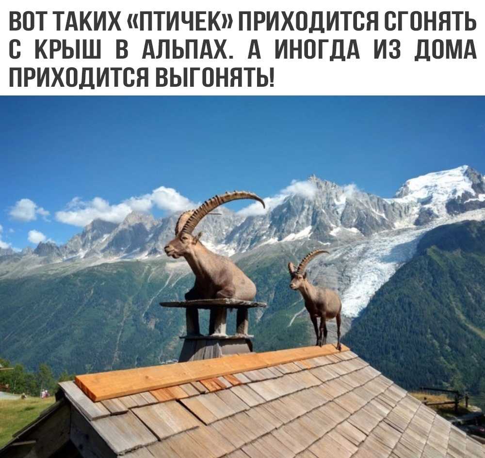 Описание и условия содержания альпийских горных козлов, стоимость ибексов