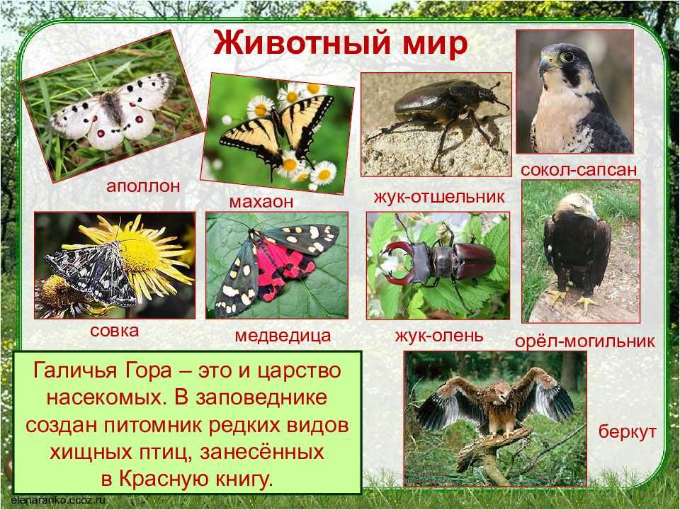 Презентация на тему "птицы краснодарского края" 4 класс
