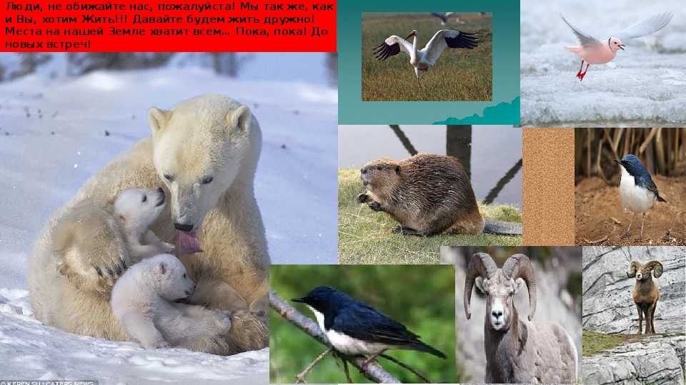 Красная книга республики саха (якутии) | owlapps