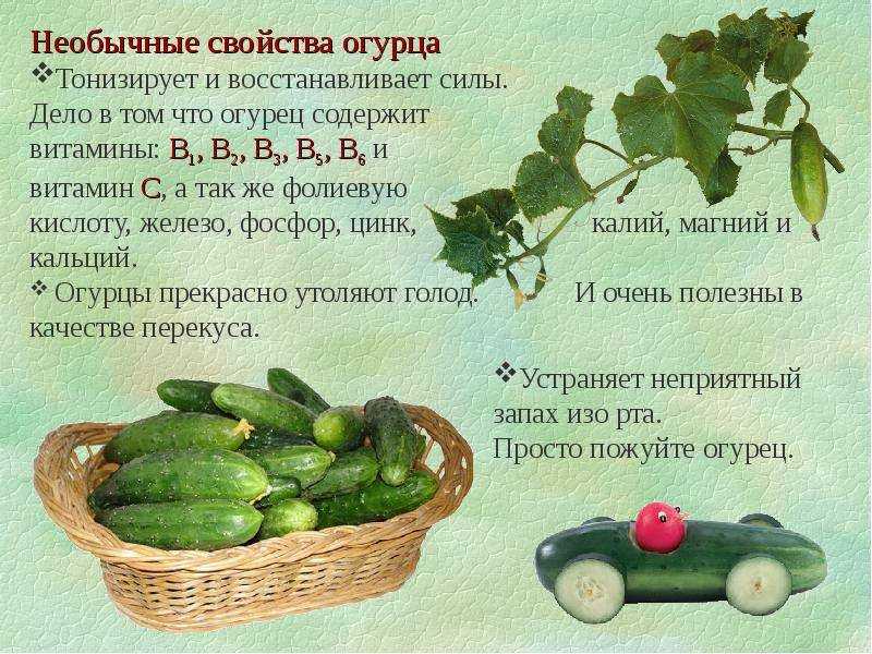 Какие овощи можно давать собаке: сырые, вареные, от каких лучше отказаться