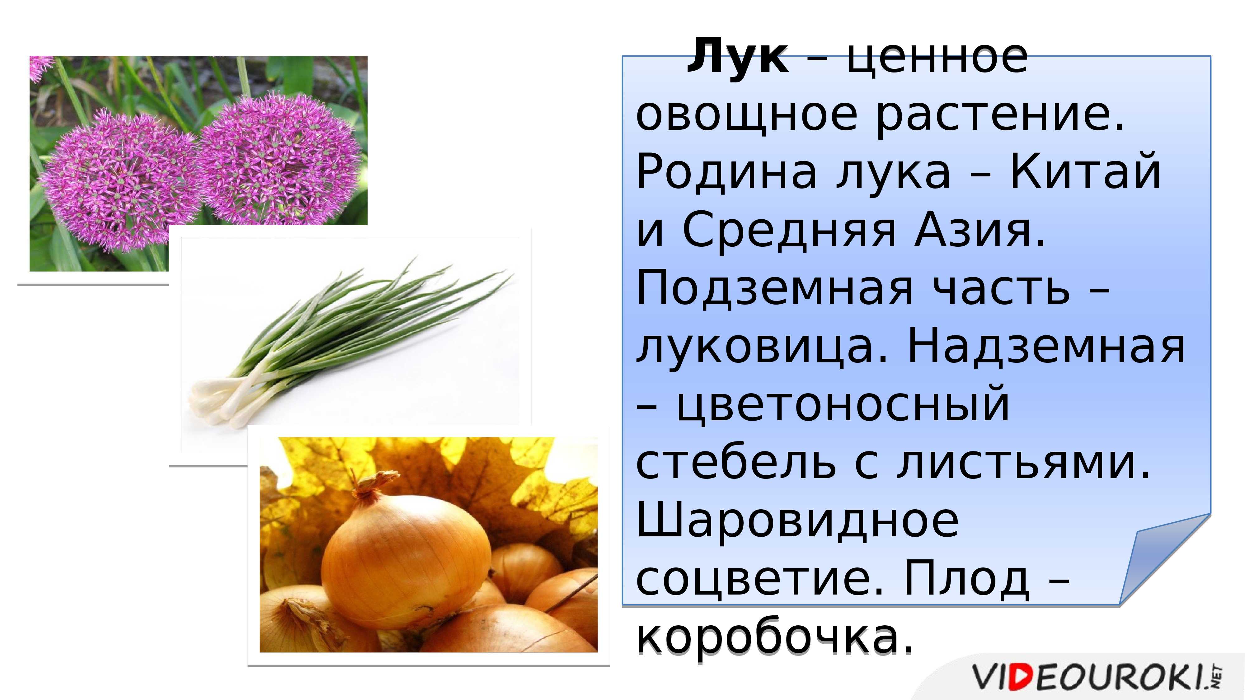 Луковая шелуха — польза и вред для организма