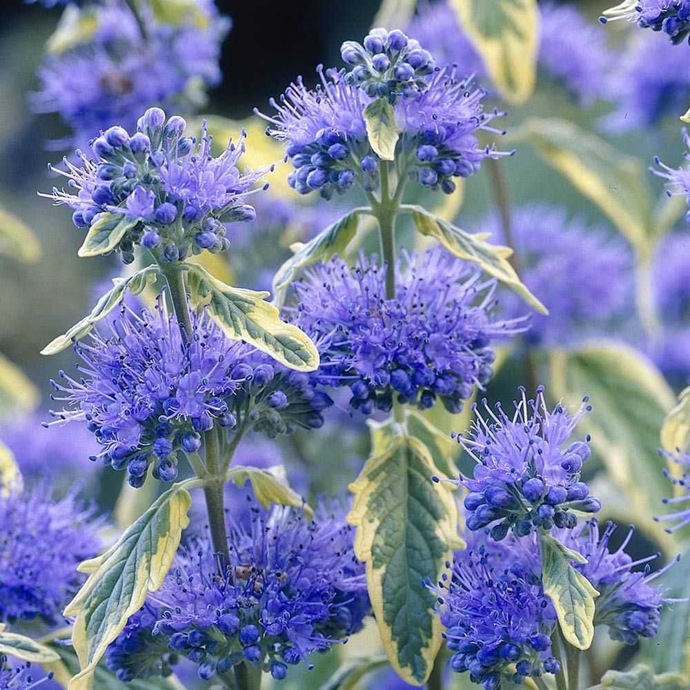 Кариоптерис посадка и уход в открытом грунте фото сортов