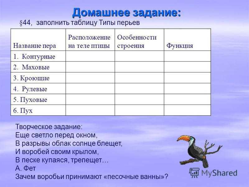 Голубь