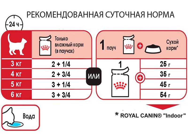 Сколько сухого корма нужно давать в день коту: определяем норму