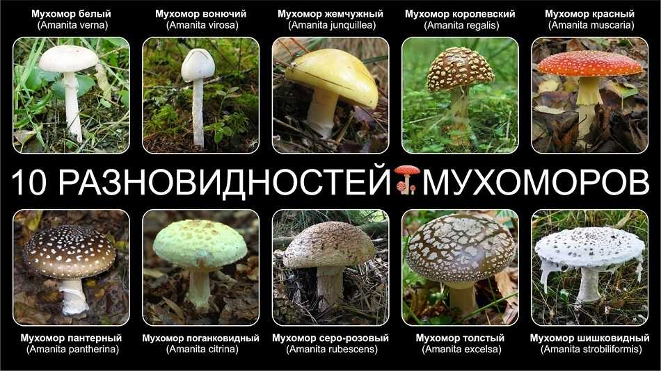 Ядовитый гриб мухомор: фото, применение в народной медицине, где растут несъедобные грибы