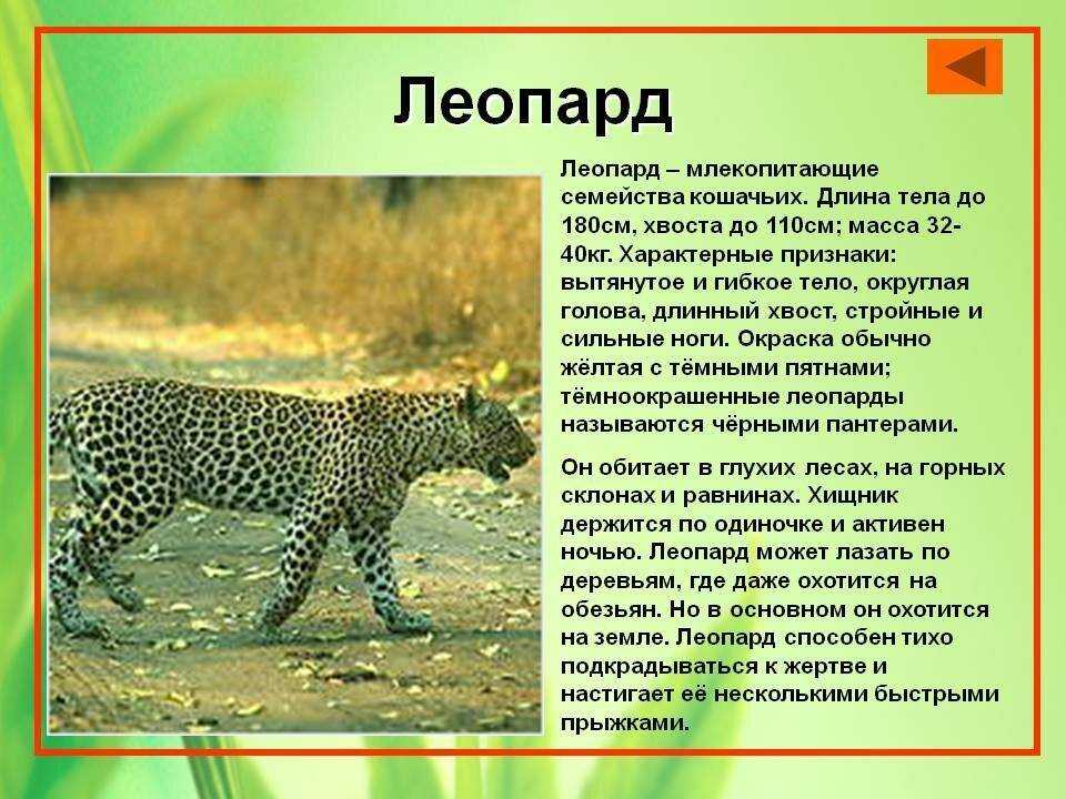 Амурский лесной кот: фото и описание «денежной кошки. дальневосточный кот: дикий амурский красавец дикие кошки дальнего востока