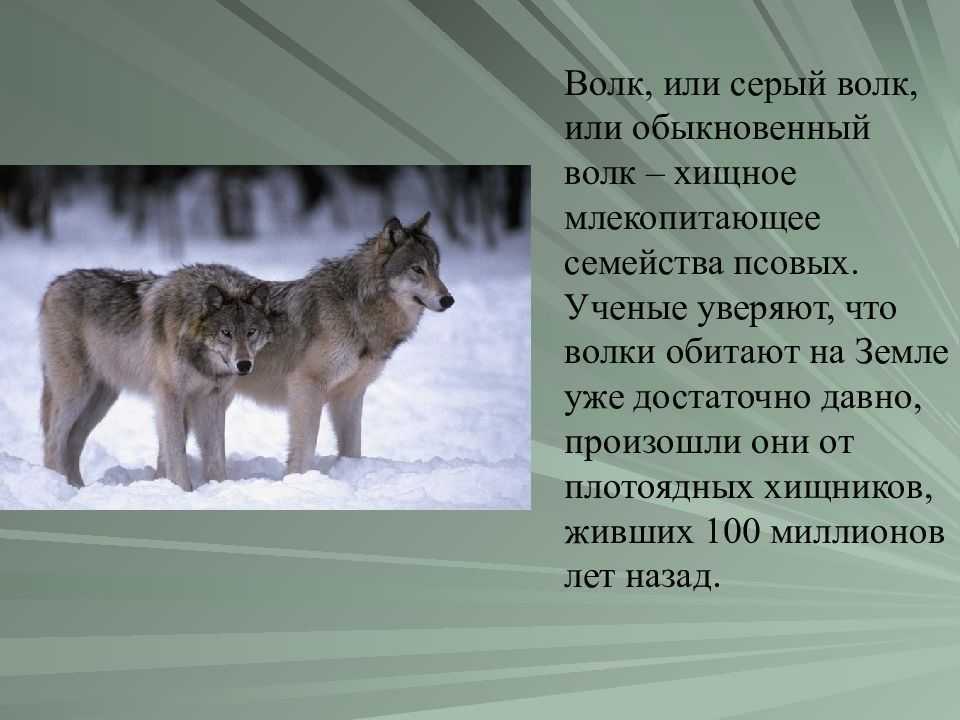 Топ-10 самых больших волков в мире