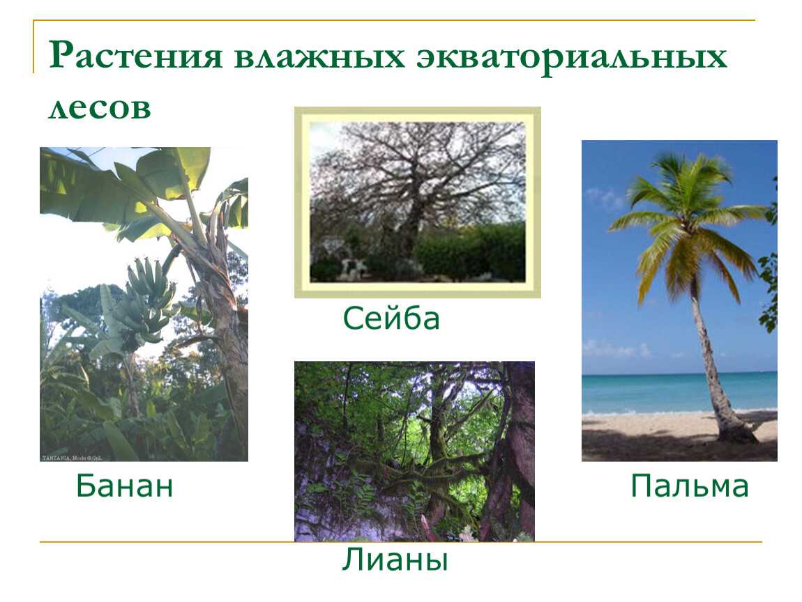 Экваториальные леса: описание флоры и фауны, роль для экологии и планеты в целом