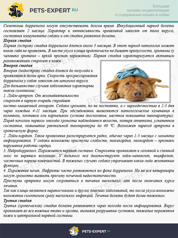 Чумка у собак: симптомы, диагностика, лечение и профилактика