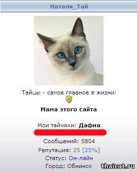 500 + кличек для сиамских кошек для девочек – красивые имена для котов и кошек