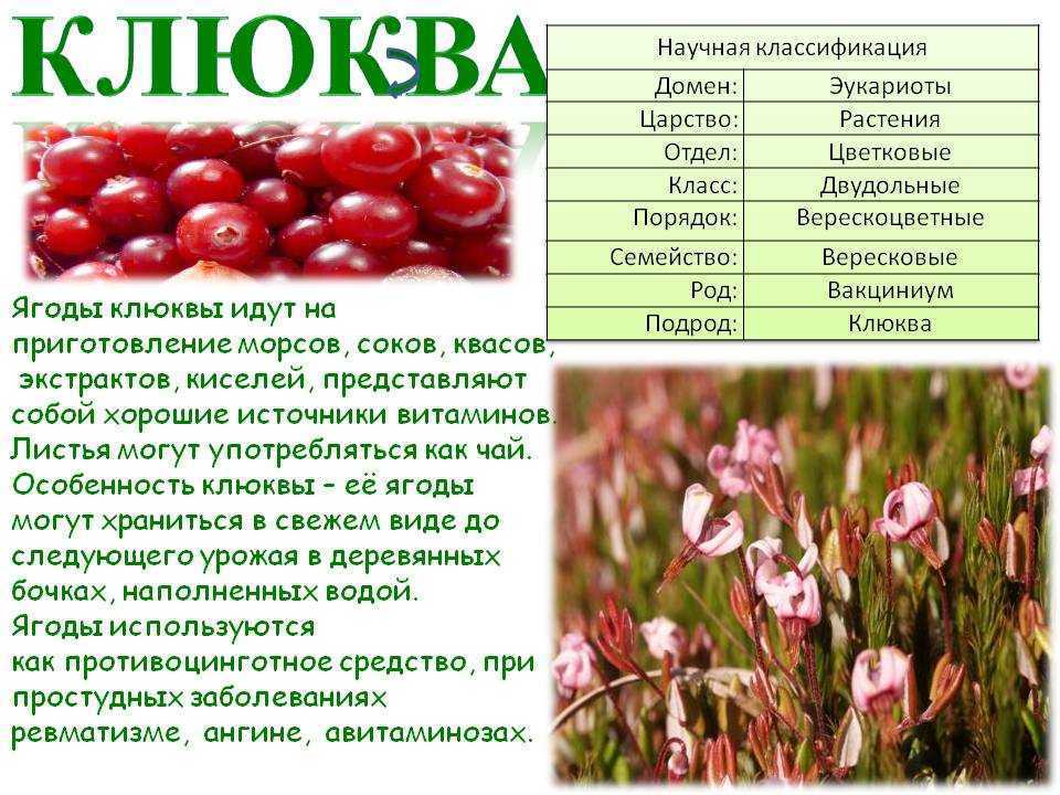 Клюква лечебные и полезные свойства, фото клюквы