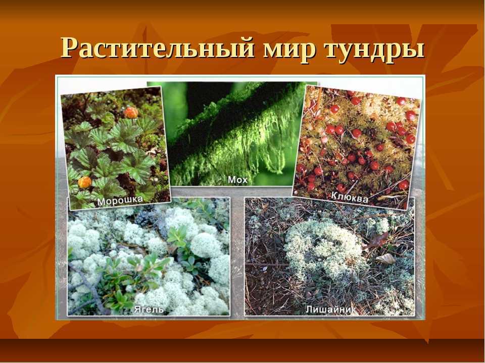 Характеристика  тундры как природной зоны: описание живой и неживой природы, условия