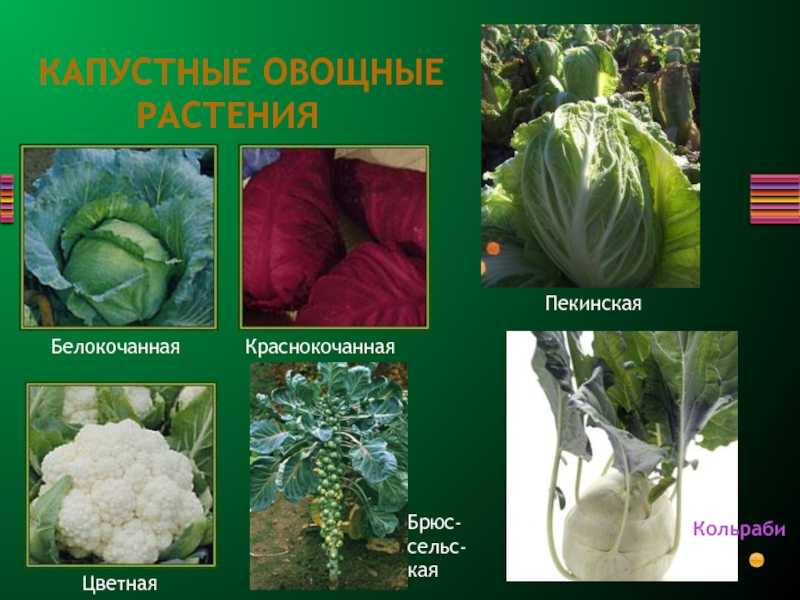 Виды капусты: фото с названиями и описанием