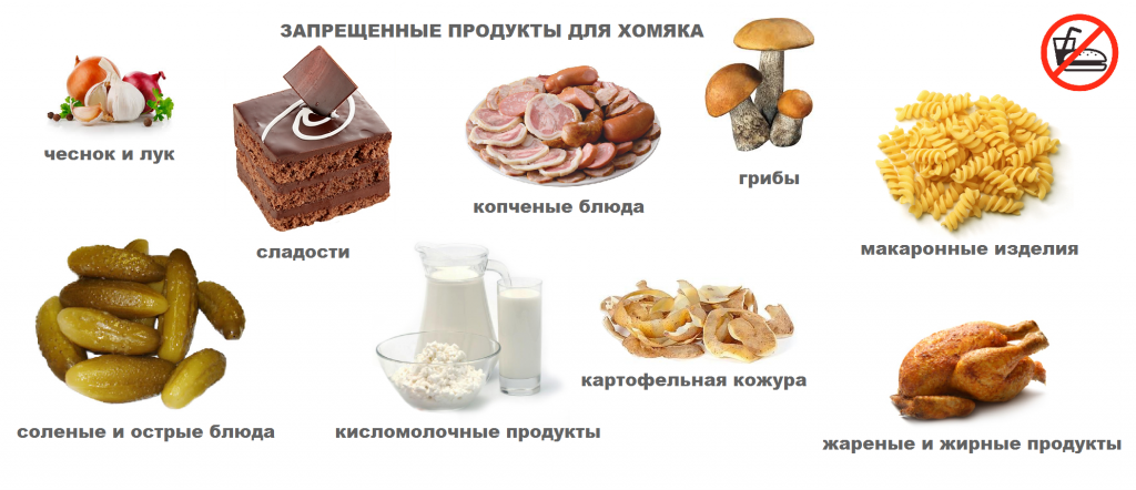 Чем кормить хомяка когда закончился корм
