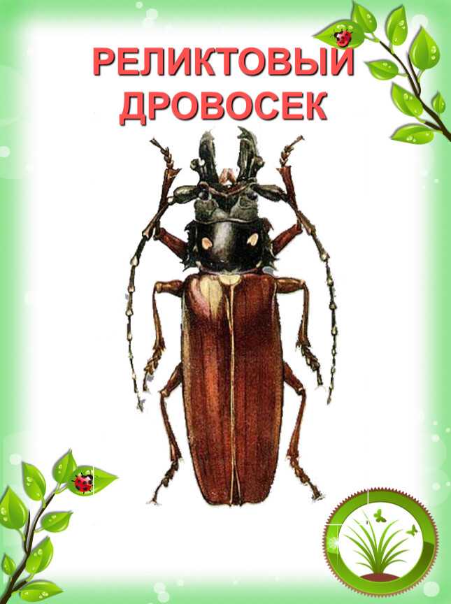 Жук дровосек фото и описание