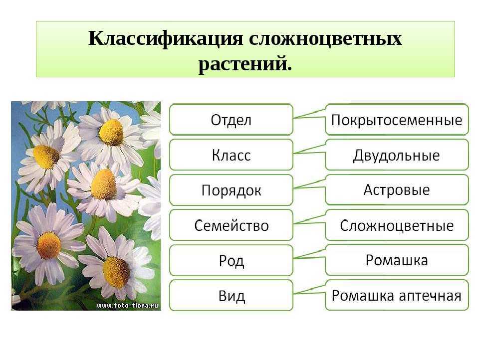 Семейства  растений: какие есть, признаки, характеристика, представители, формулы