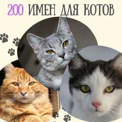 390+ кличек для сибирских кошек и котов - красивые имена для котят мальчиков и девочек