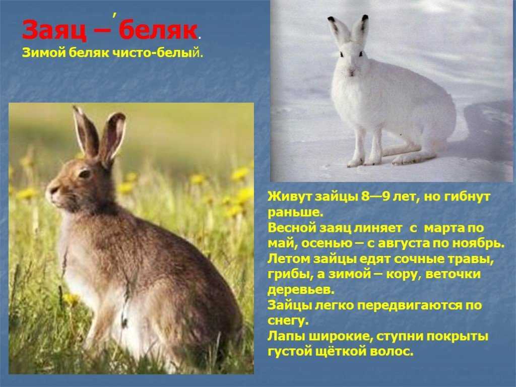 Заяц беляк - чем питается, среда обитания, размножение