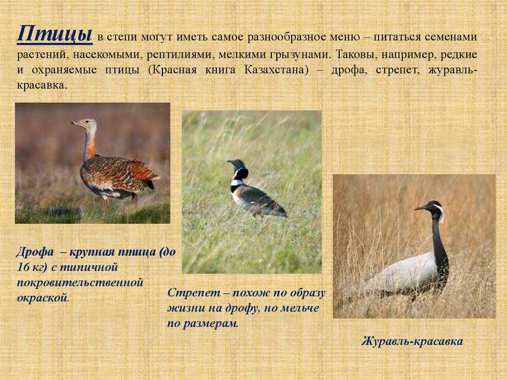 Зона степей - животные, растения, географическое положение