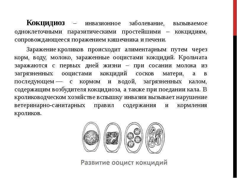 Признаки и лечение кокцидиоза у собак - интересное про собак