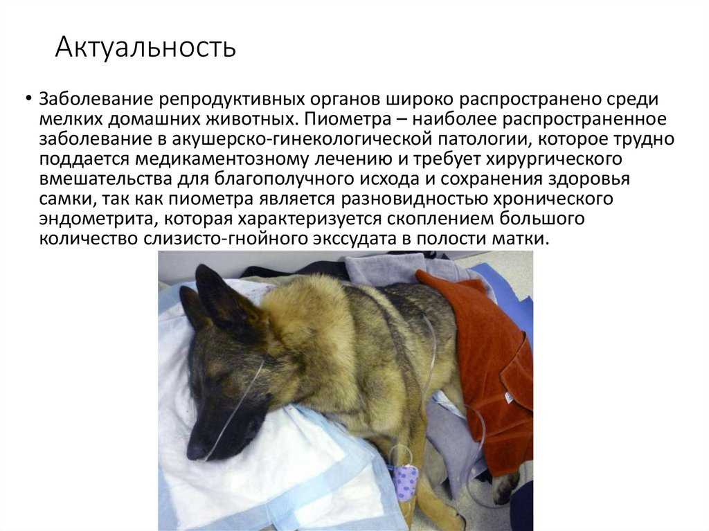 Эндометрит у собаки: симптомы и лечение