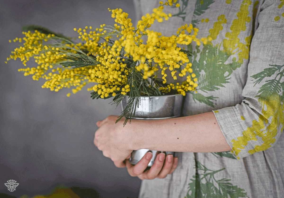 Мимоза (mimosa): уход, фото, виды