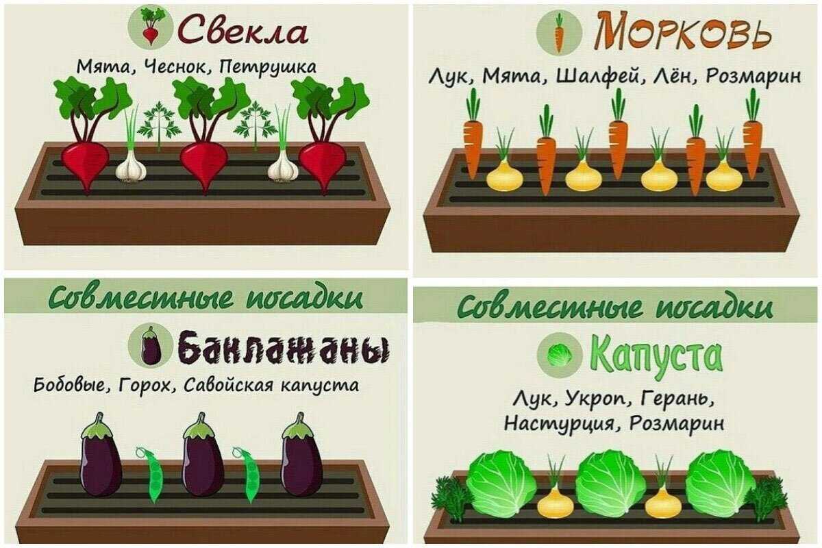 Что такое стевия, польза и вред, применение в кулинарии, калорийность сахарозаменителя стевия