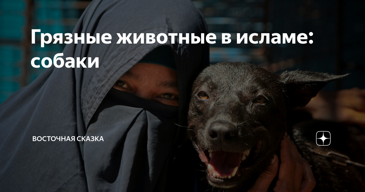 Собака в исламе — почему мусульманам нельзя держать дома собаку. почему собака в исламе нечистое животное ?